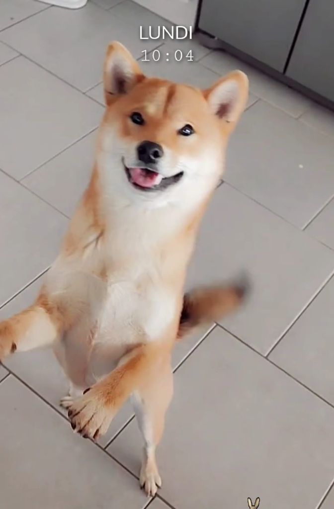 Ruby von den wachtern der krone