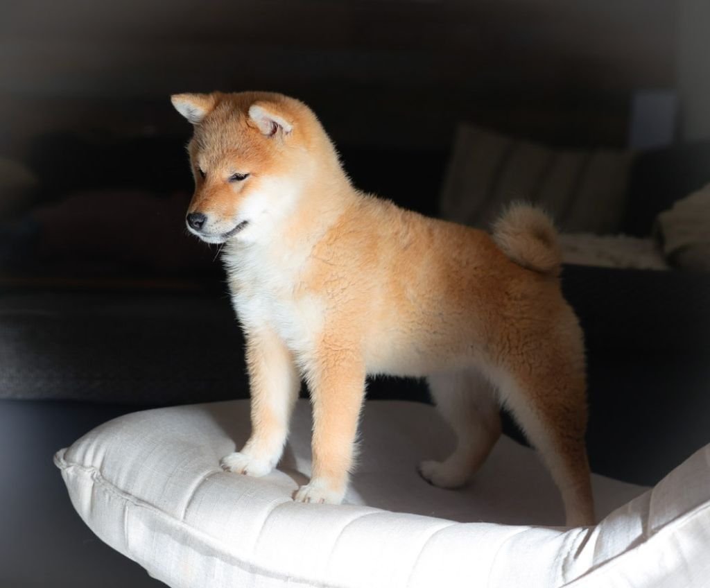 Victoria's secret Born in Aulero