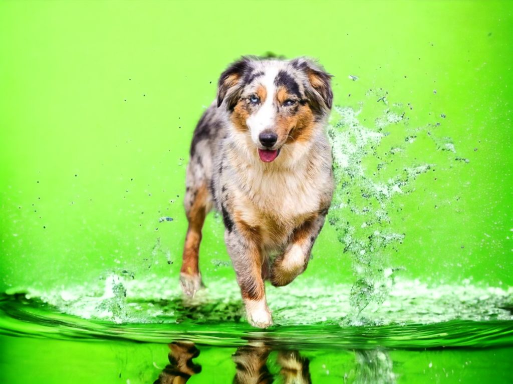 Tena du Moulin de la Terrasse