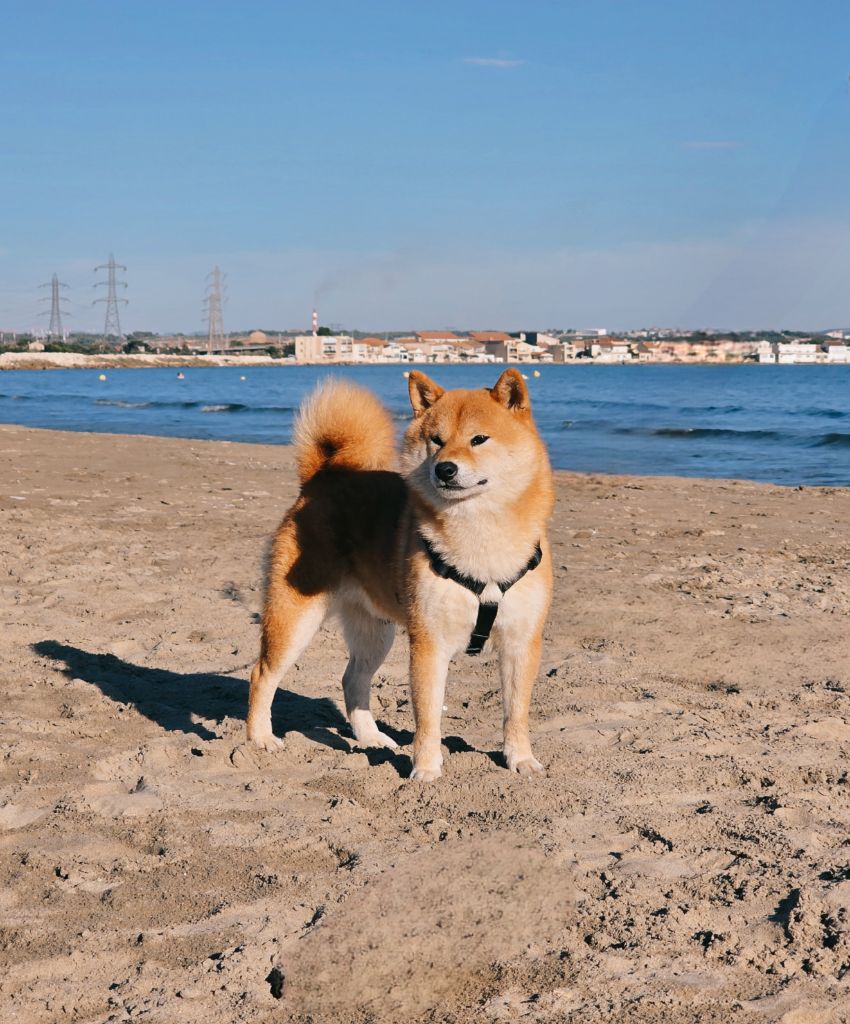 Utsukushii De La Folle Emprise