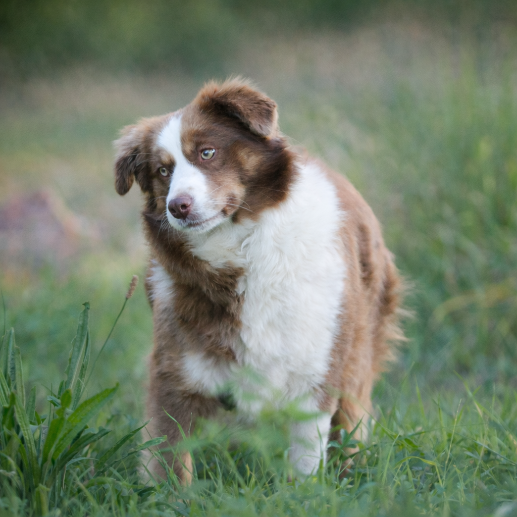 Venise du royaume des quatres pattes