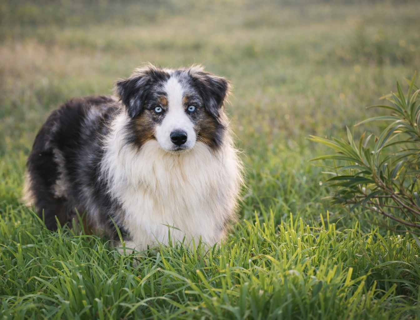 Sunny i love you De La Folle Emprise