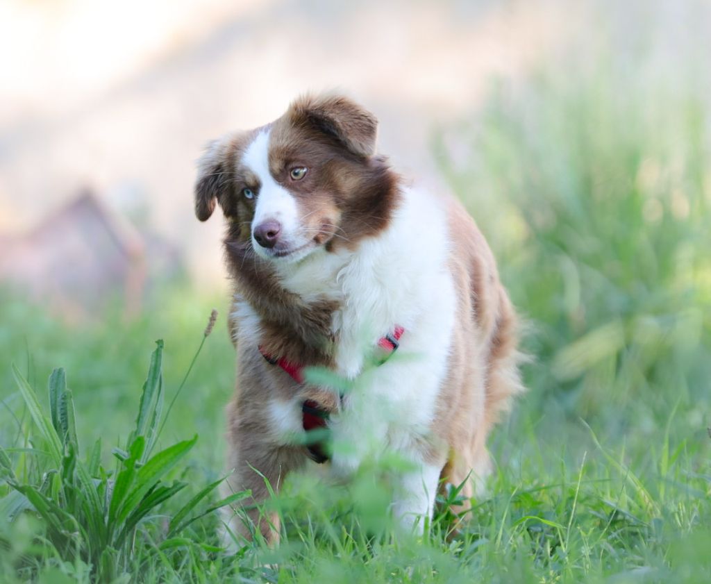 Venise du royaume des quatres pattes