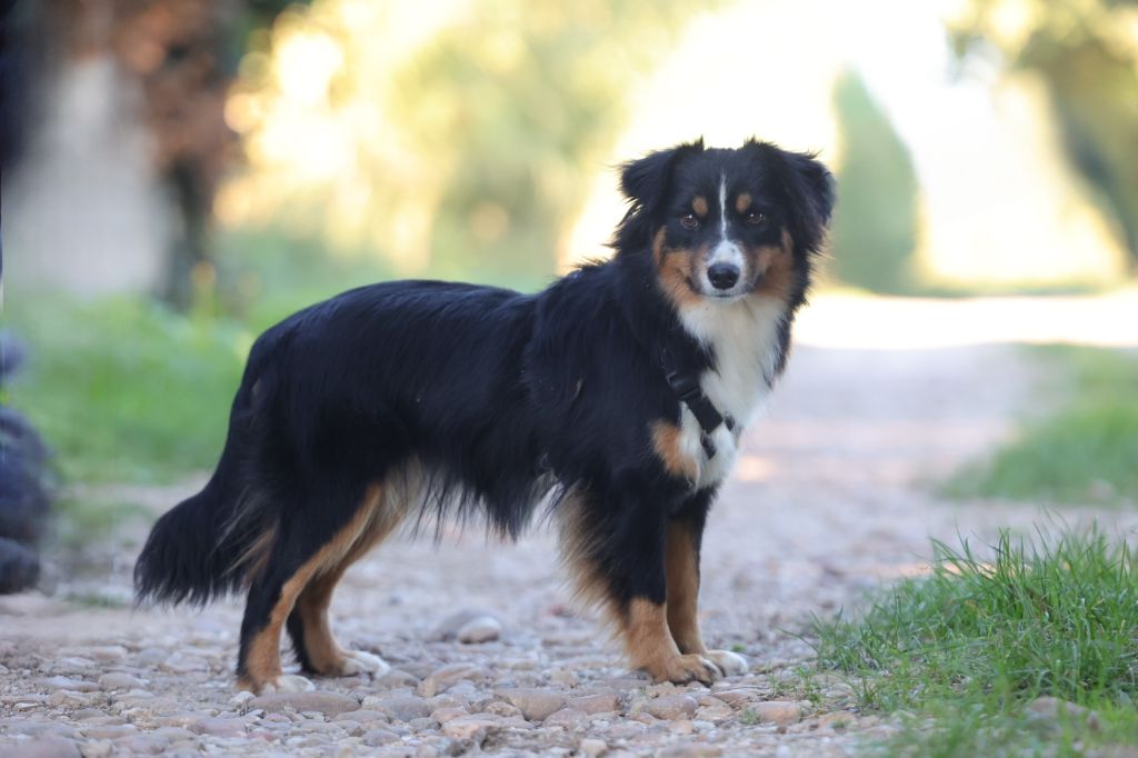 Veronica du royaume des quatres pattes