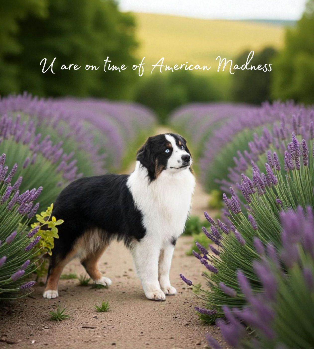 CH. U ARE ON TIME Of American Madness