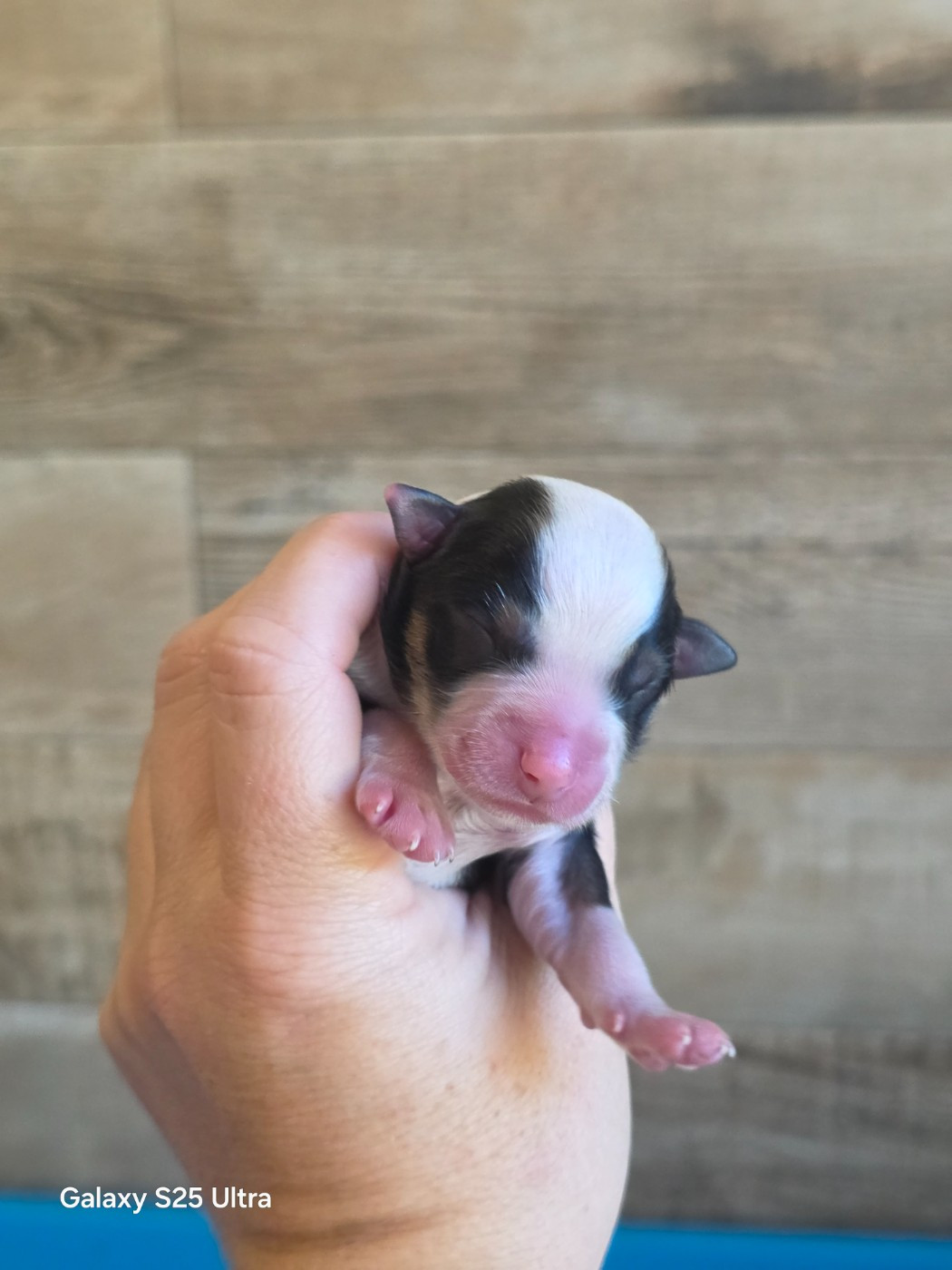 des Gardians des Fiolles - Chiots disponibles - Berger Américain Miniature 