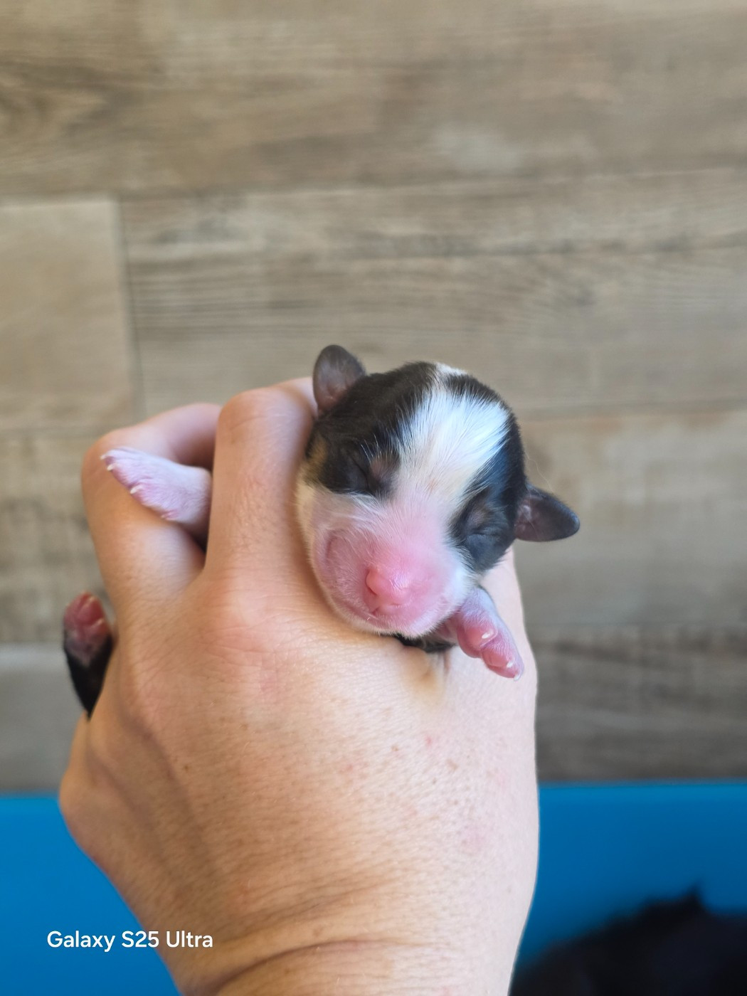 des Gardians des Fiolles - Chiots disponibles - Berger Américain Miniature 