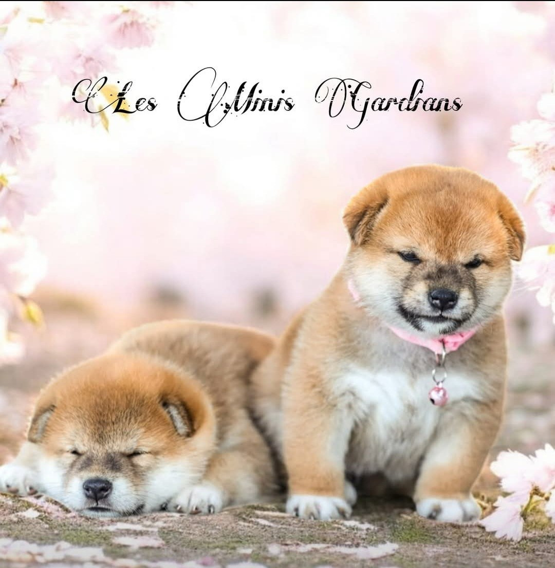 des Gardians des Fiolles - Chiots disponibles - Shiba