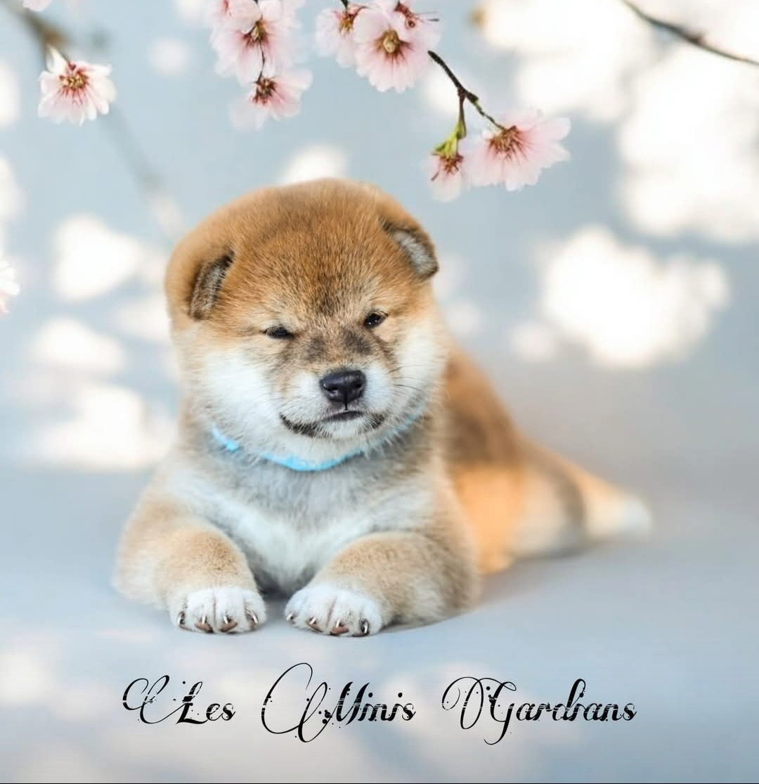 des Gardians des Fiolles - Chiots disponibles - Shiba