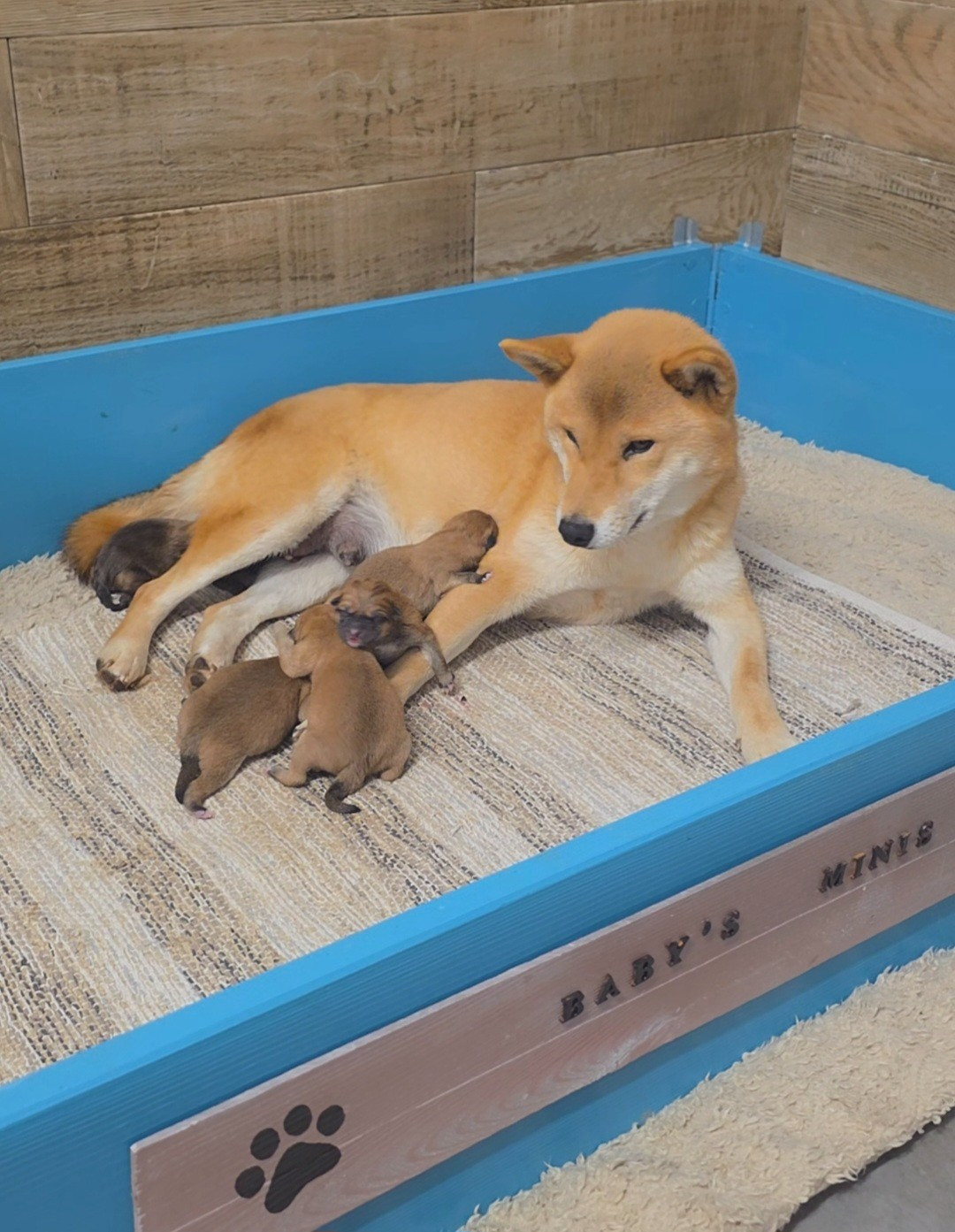 des Gardians des Fiolles - Shiba - Portée née le 20/11/2025