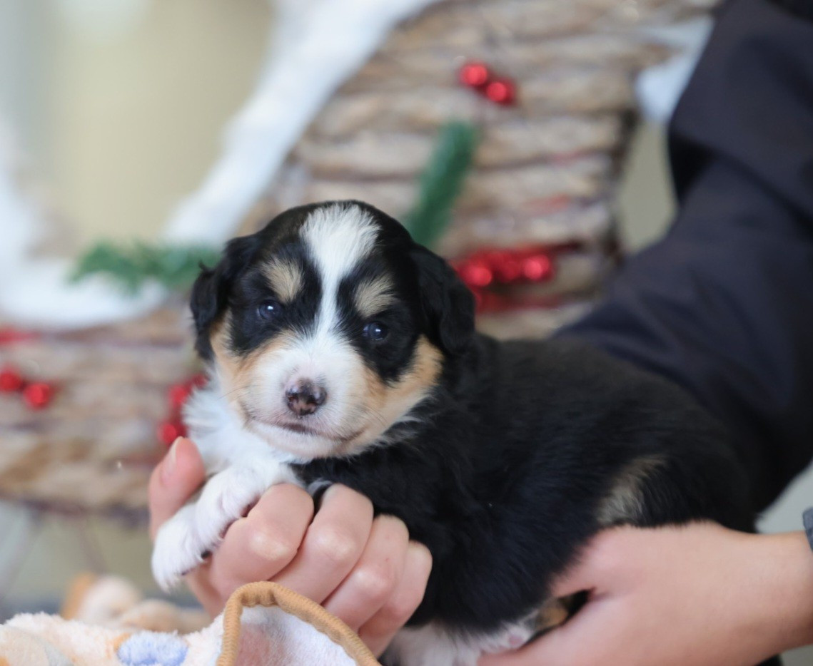 des Gardians des Fiolles - Chiots disponibles - Berger Américain Miniature 