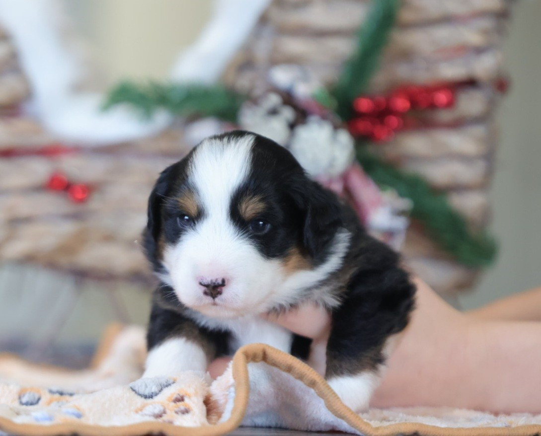 des Gardians des Fiolles - Chiots disponibles - Berger Américain Miniature 