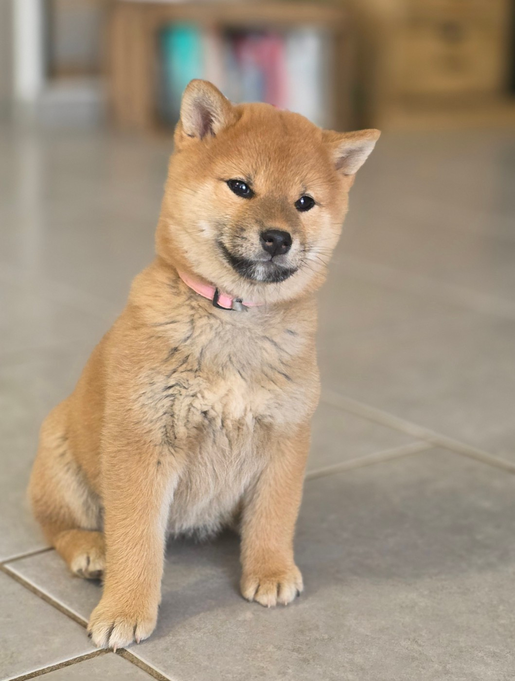 des Gardians des Fiolles - Chiots disponibles - Shiba