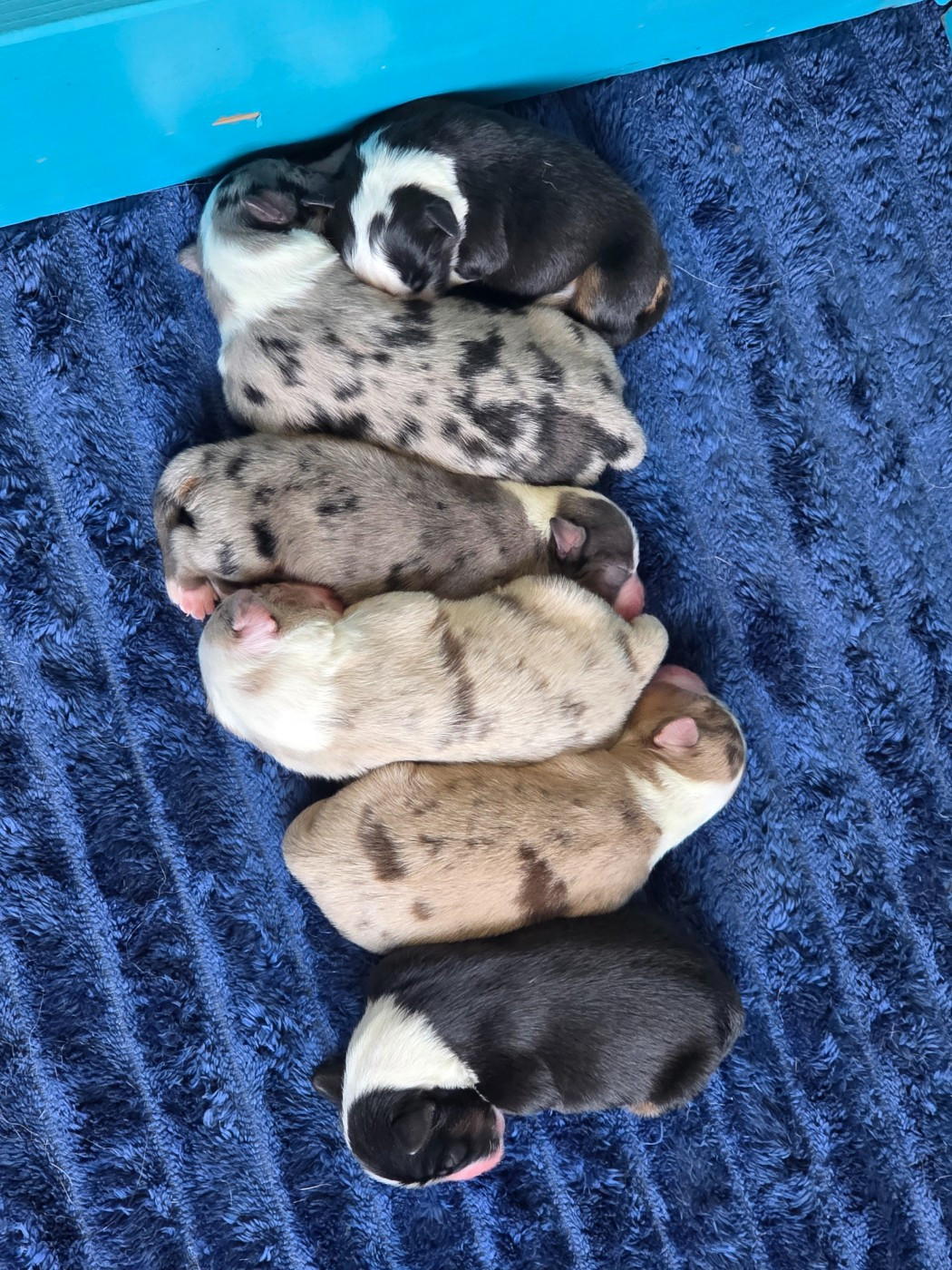 des Gardians des Fiolles - Berger Américain Miniature  - Portée née le 16/03/2026