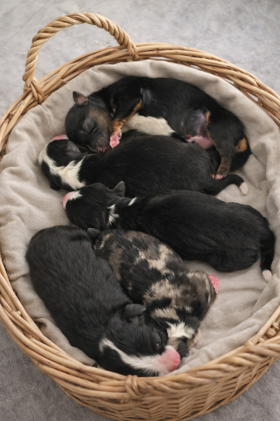 Chiot Berger Américain Miniature  des Gardians des Fiolles