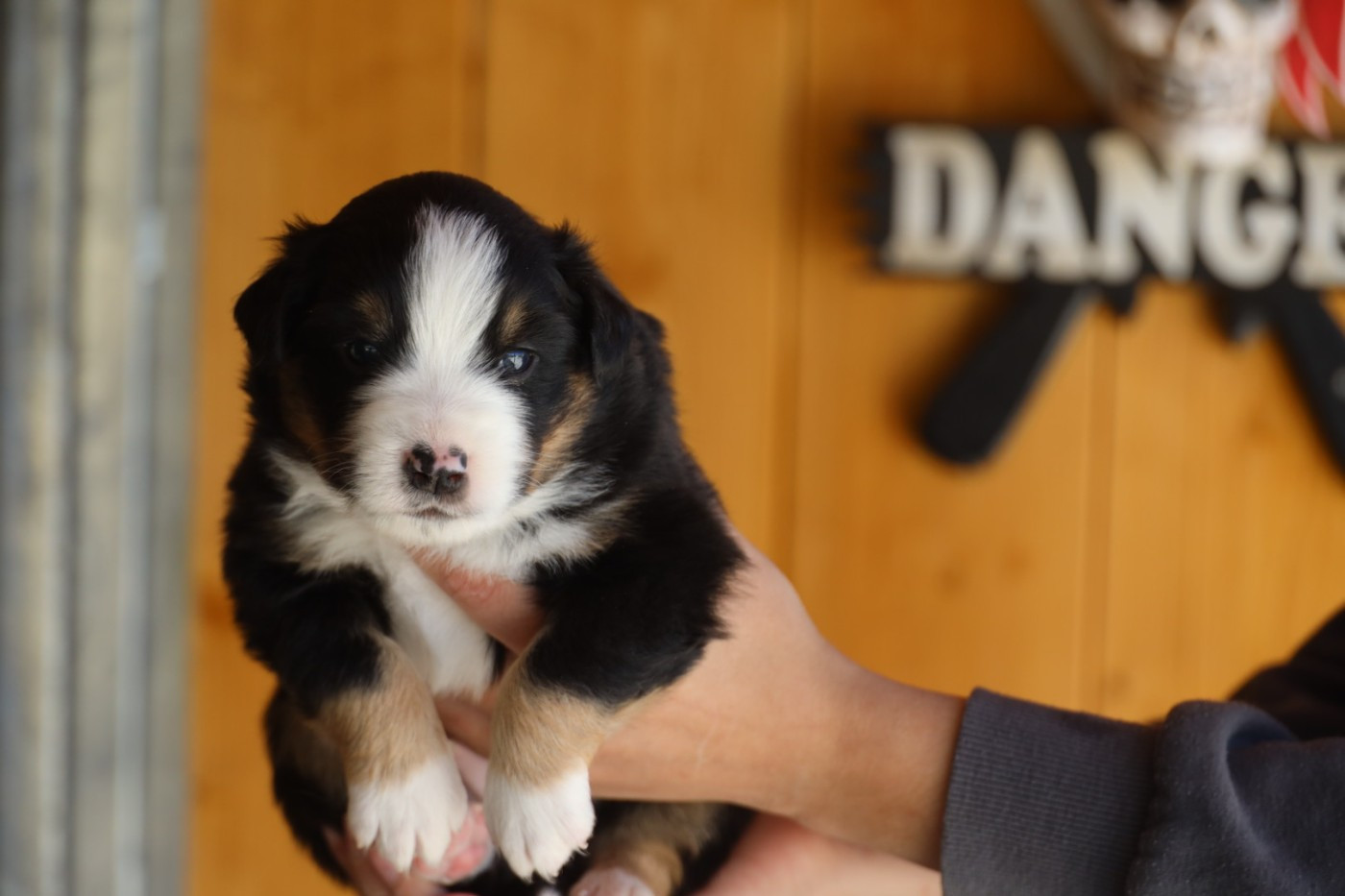 des Gardians des Fiolles - Chiots disponibles - Berger Américain Miniature 