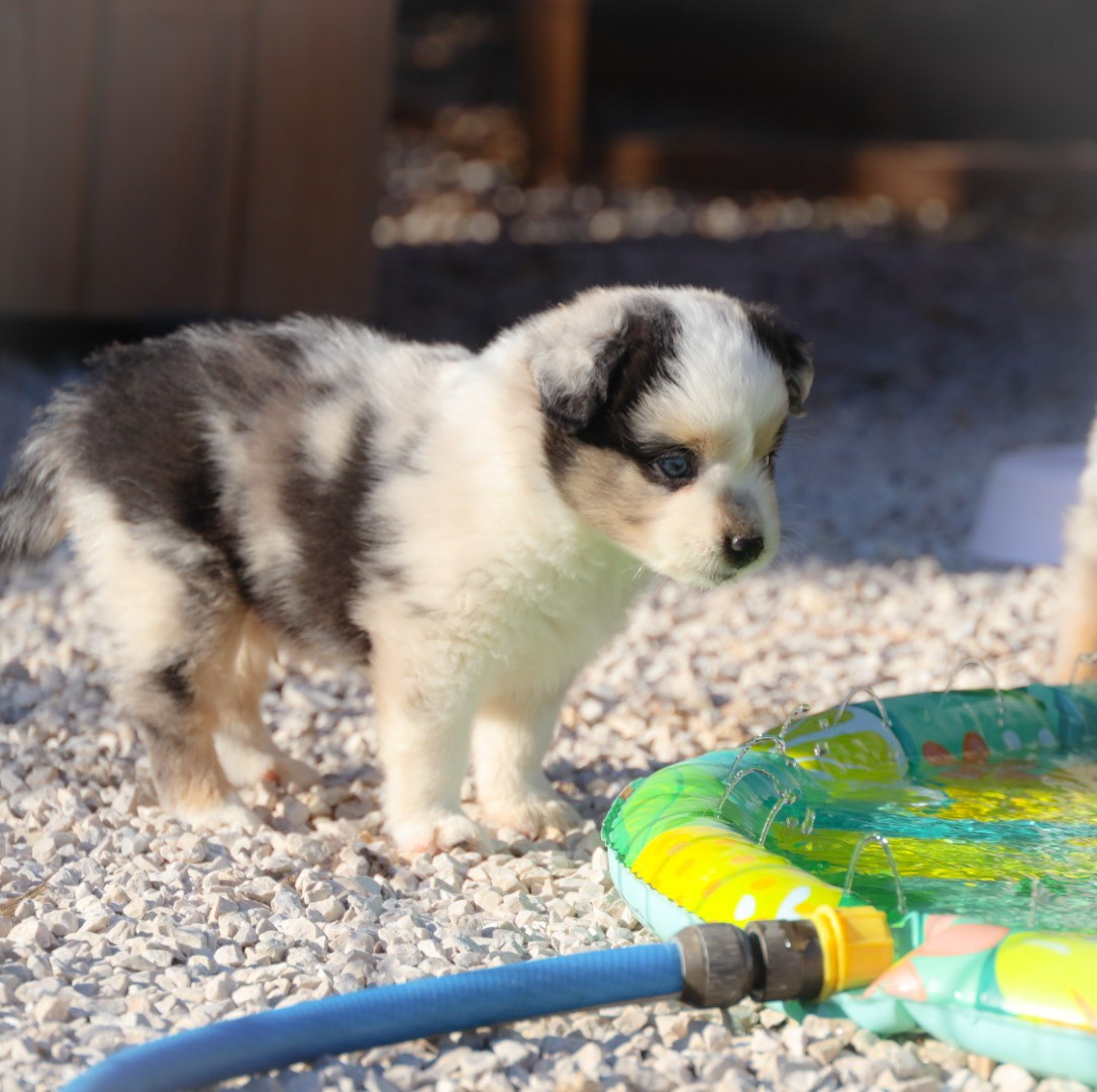des Gardians des Fiolles - Chiots disponibles - Berger Américain Miniature 