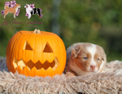 A... DES GARDIANS DES FIOLLES