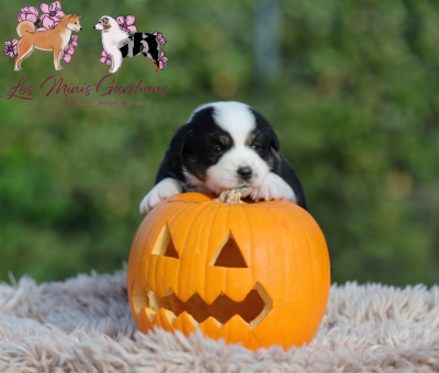 A.... des Gardians des Fiolles