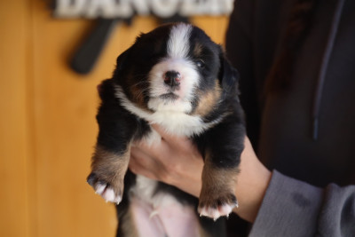 CHIOT 5