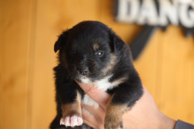 BELLA