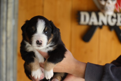 CHIOT 4