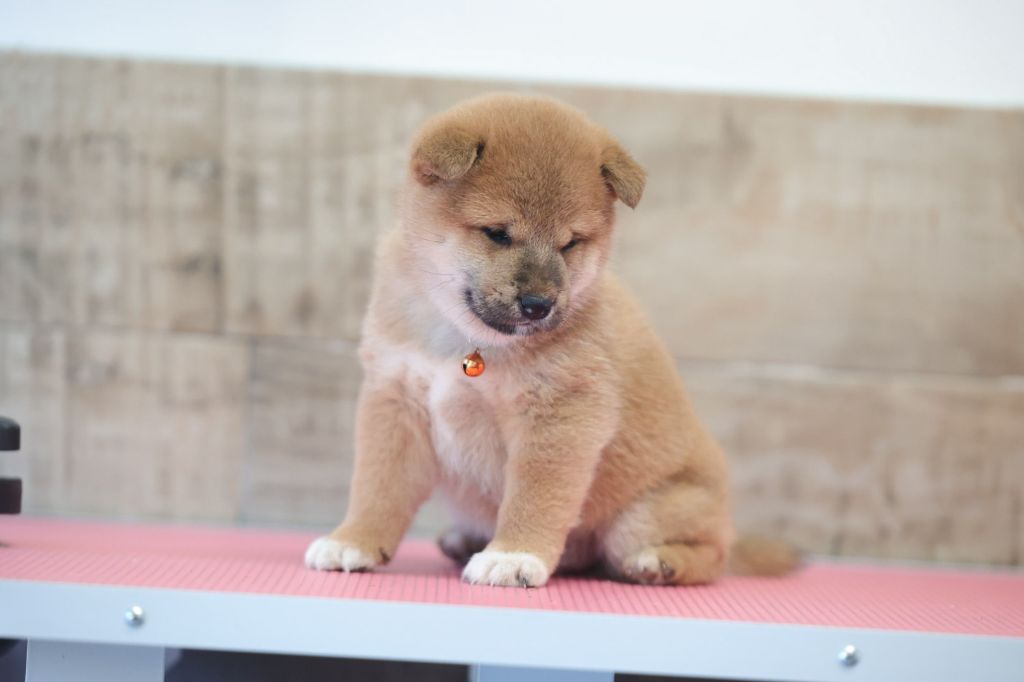 des Gardians des Fiolles - Shiba - Portée née le 25/08/2025