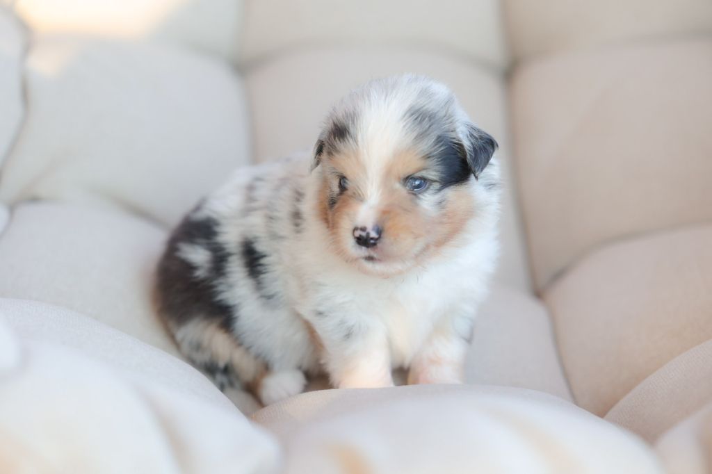 des Gardians des Fiolles - Berger Américain Miniature  - Portée née le 14/06/2025